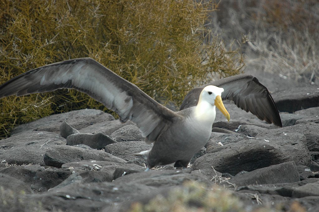 Albatross, Waved, 2004-10314108.JPG - Waved Albatross, Galapagos, 2004